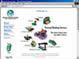 web design service, Search Engine Optimization